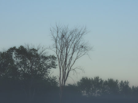 Morning Fog Reveals Silhouettes of Two Red-Tailed Hawk Birds of Prey Raptor in a Bare Tree Along With a Few Smaller Birds on a Foggy Sunriseの写真素材
