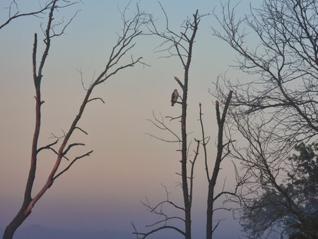 Red-Tailed Hawk Bird of Prey Raptor Observes from Perch on Bare Tree in the Morning Fog at Dawn Sunrise on a Summer Dayの写真素材