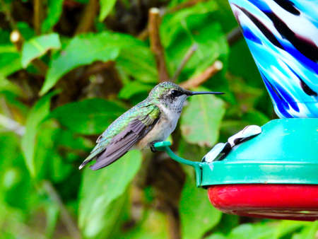 Ruby-Throated Hummingbird Perched on a Nectar Bird Feeder Surrounded by Green Leaves on a Sunny Summer Dayの写真素材
