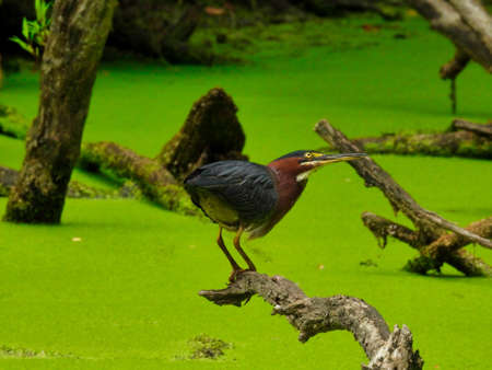 Green Heron Bird Perched on a Tree Branch over a Pond with a Full Bright Green Duckweed Bloom Covering the Water as it Looks Up Toward the Skyの写真素材