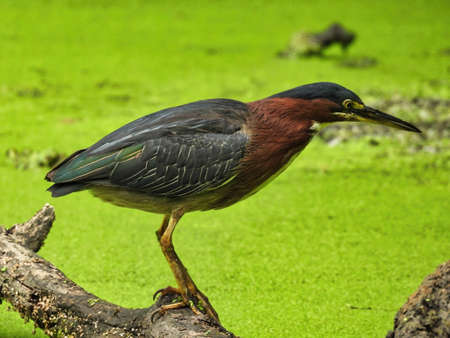 Heron on the Hunt: A green heron bird carefully watching the duckweed covered pond below fishing for a mealの写真素材