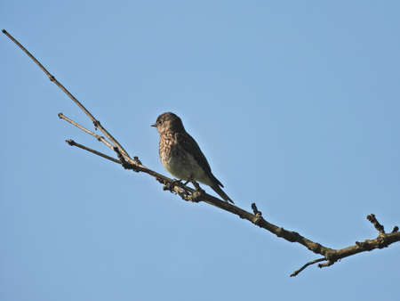 Bluebird Perched on Branch: A juvenile male Eastern bluebird is perched in a high branch with a brilliant blue sky in the backgroundの写真素材
