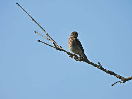 Bluebird on a Branch: A young male Eastern bluebird perched on a single branch against a bright blue skyの写真素材