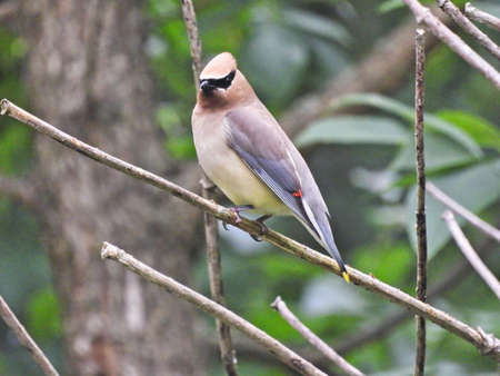 Cedar Waxwing Bird Perched on Branch: A cedar waxwing bird is perched on a tree branch with a forest in the backgroundの写真素材