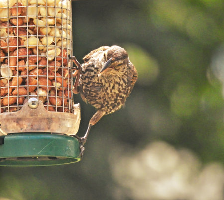 Bird on a Feeder: A red-winged blackbird scales the side of a bird feeder filled with peanuts on a sunny summer day.の写真素材
