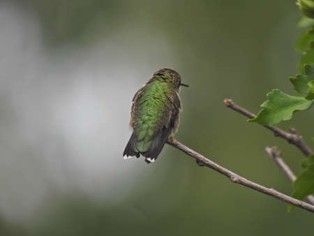 Ruby-Throated Hummingbird Isolated on Bush Stem Fluffing Green Iridescent Feathers on Back Facing Away with Green Blurred Backgroundの写真素材