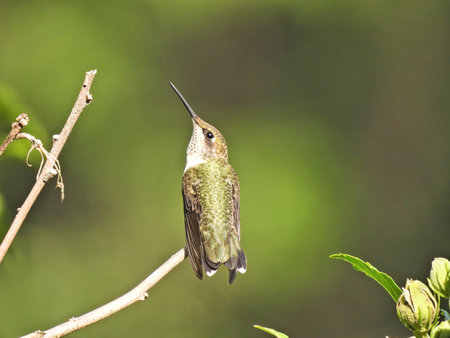 Hummingbird on a Branch: A ruby-throated hummingbird stretches here neck while perched on a tree branchの写真素材