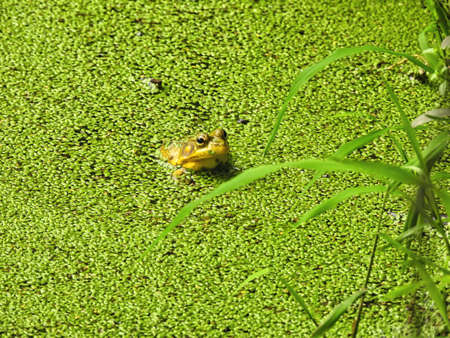 Frog in the Pond: A young bullfrog sits on the edge of a pond covered in a bright green duckweed growth.の写真素材