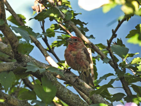 House Finch Bird Perched: A male house finch bird is perched on a branch in the shade on a summer day.の写真素材