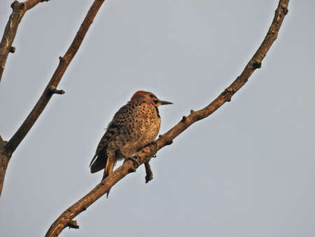 Woodpecker at Dawn: A Northern flicker woodpecker in the early morning sunrise perched on a tree branchの写真素材