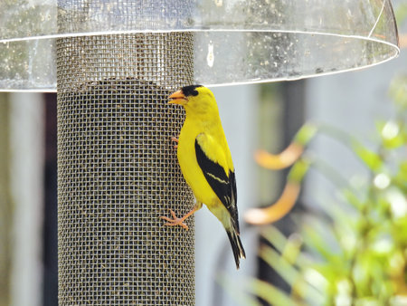 Finch Bird on a Feeder: A male American goldfinch feeds from a feeder on a sunny summer dayの写真素材