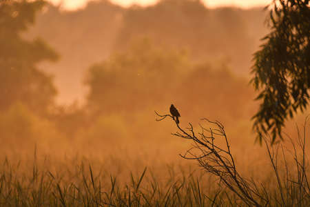 Bird on a Branch at Dawn: A red-winged blackbird perched on a branch silhouette in the early red dawn with the hazing forest in the backgroundの写真素材