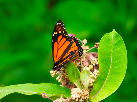 Monarch Butterfly Eats a Wildflower on a Summer Day with Bright Green Leaves and Pink and White Flower Bloomの写真素材