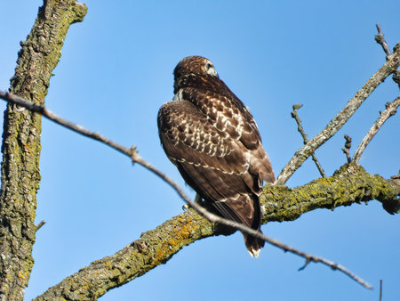 Red Tailed Hawk Perched on Branch: A young red-tailed hawk bird of prey raptor is perched on a branch looking out to its sideの写真素材