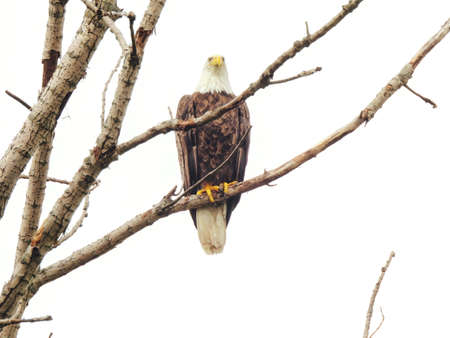 Bald Eagle In Tree: A majestic bald eagle in a bare, naked tree on a cloudy day looking straight aheadの写真素材