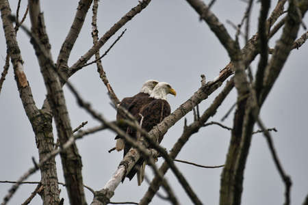 Pair of Bald Eagles in Tree: A pair of bald eagles perched in a bare tree together on a cloudy dayの写真素材
