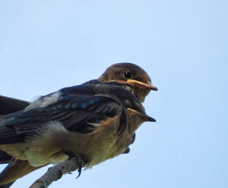 Bank Swallow Birds Perched Together: Two juvenile bank swallow birds huddle together on a branch in the early morningの写真素材
