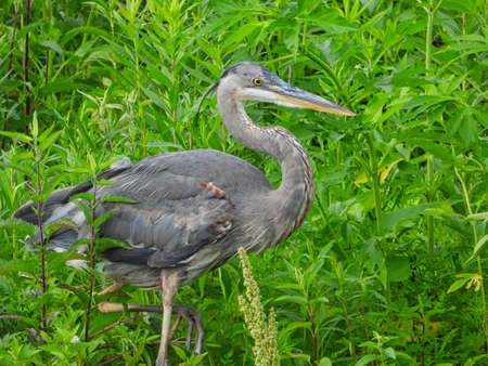 Closeup of A Great Blue Heron Bird as it Walks with One Leg Up on Pond Bank with Vibrant Green Summer Foliage in Background with Beautiful Blue and White Feathers and Yellow Beakの写真素材