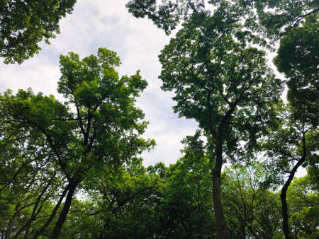Trees in the Forest: Looking up through the tree canopy on a spectacular sunny summer day with trees showing full green leaves against blue skyの写真素材