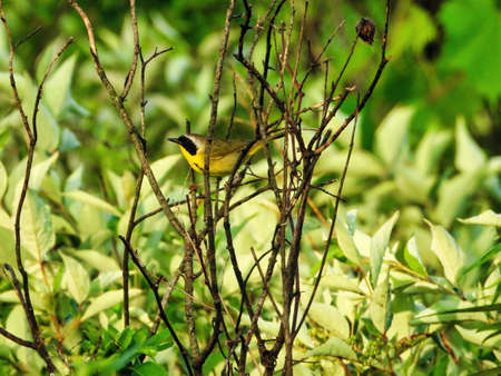 Common Yellowthroat Warbler on a Branch: A male common yellowthroat warbler bird balances on small branches with green foliage in the backgroundの写真素材