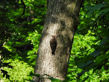 Woodpecker on Tree Trunk: A Northern flicker woodpecker clings to the side of a tree trunk as the sun shine through the forest coverの写真素材