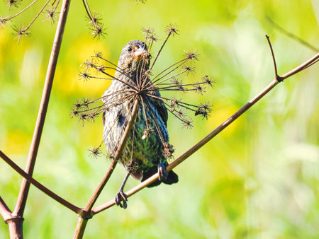 Female Black Bird sitting on a branch of a wild plant.
