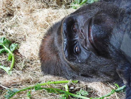 Lowland Gorilla (Gorilla gorilla gorilla). Wild life animal.