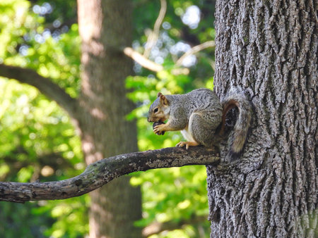 Squirrel on a tree in the forest. Animal in nature.の写真素材