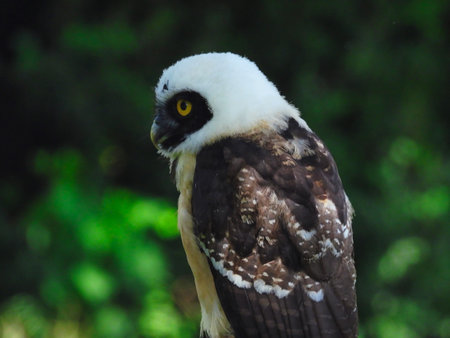 The Spectacled Owl (Pulsatrix perspicillata) Looking back with one eye visibleの写真素材