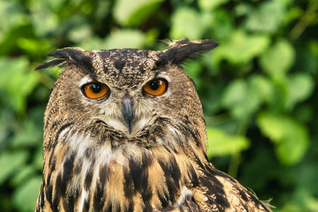 Eurasian Eagle Owl (Bubo bubo) portrait