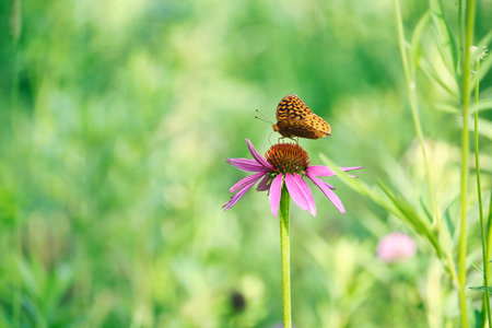 Silver Washed Fritillary Butterfly (Argynnis paphia) an Orange and Black Butterfly Sits on a Magnus Coneflower Closeup Macroの写真素材