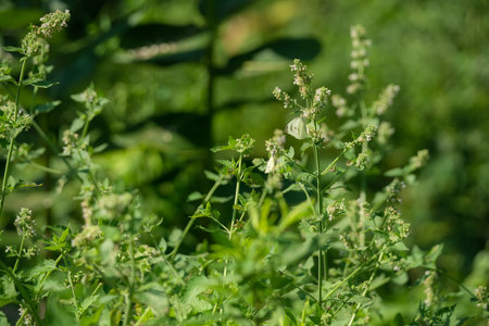 Small White Butterflies Sit on White Blooming Flowers Closeup Macroの写真素材