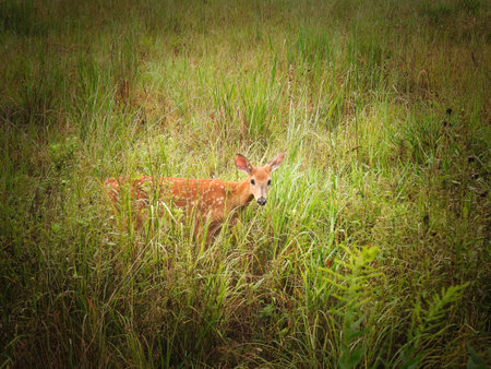 A young whitetail fawn sitting in tall grass in the wildの写真素材