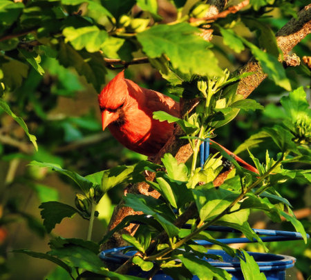 Male Northern Cardinal (Cardinalis cardinalis) perched on a tree.