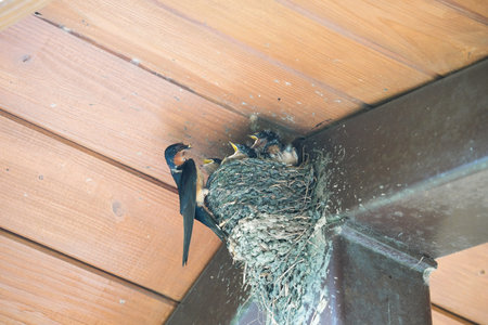 Baby swallows sitting in the nest on the roof of the houseの写真素材