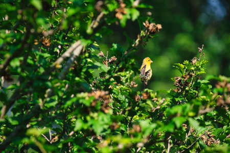 American Goldfinch on a branch of a tree with green leavesの写真素材