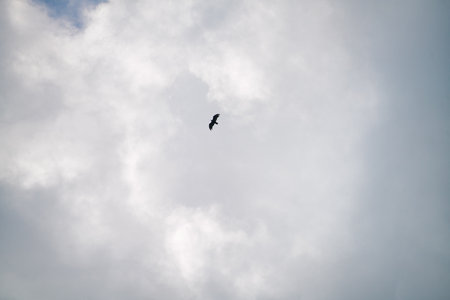 A bird flying in the cloudy sky on a bright summer day.の写真素材
