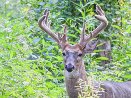 Buck White-Tailed Deer in the Forest at Sunrise in Summerの写真素材