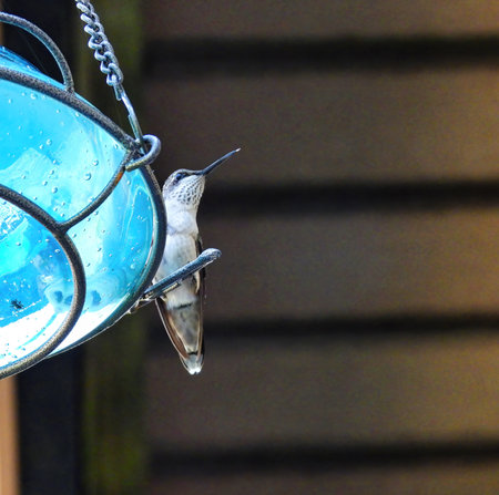 Ruby-Throated Hummingbird at a Nectar Feeder in Summerの写真素材