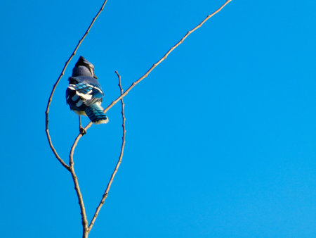 Blue Jay Bird Perched on a Tree Branch with Blue Sky on a Summer Dayの写真素材