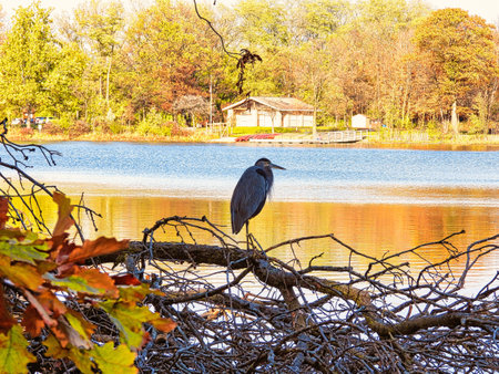 Blue Heron Bird Perched on a Fallen Tree by the Lake on a Fall Dayの写真素材