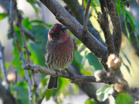 House Finch Bird Perched in a Tree on a Summer Dayの写真素材