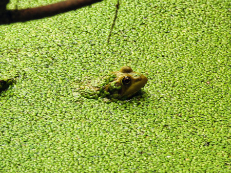 Bullfrog Sits in a Duck Weed Covered Pond in the Summer Sunの写真素材