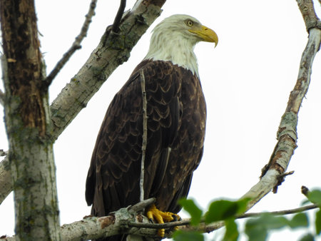 Bald Eagle Bird Perched in a Dead Tree on a Cloudy Day