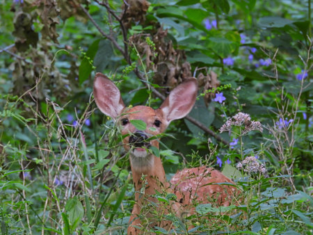Fawn Deer in the Prairie on a Summer Day