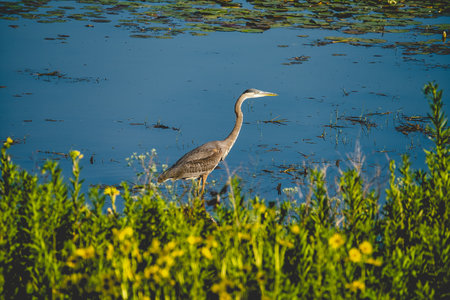 Great Blue Heron (Ardea herodias) standing in a swampの写真素材