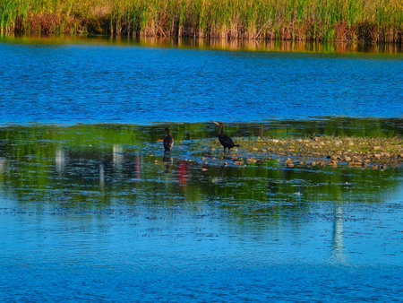 Double Crested Cormorants in a Pond on a Fall Dayの写真素材