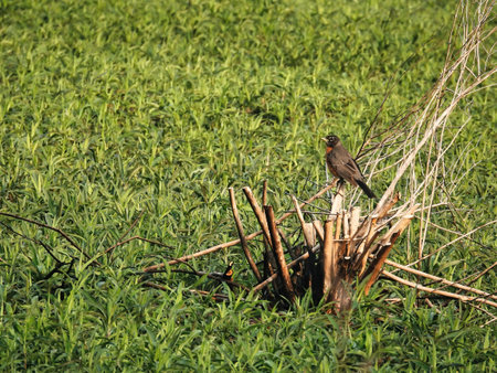 American Robin Perched on a Chopped Down Bush in the Summer Sunの写真素材