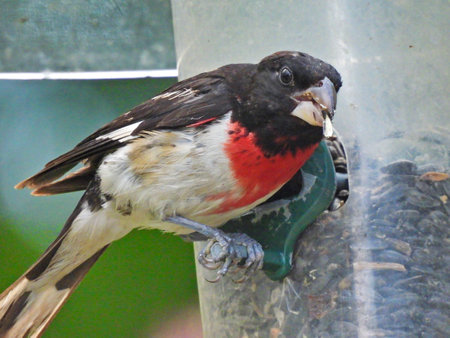 Rose-Breasted Grosbeak at a Bird Feeder on a Summer Dayの写真素材