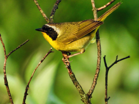 Common Yellowthroat Songbird Male Hangs onto a Skinny Branch on a Summer Dayの写真素材